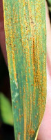 maize project thumbnail