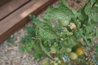 Tomatoes project thumbnail