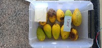 Mango detection project thumbnail