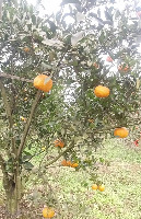 citrus project thumbnail