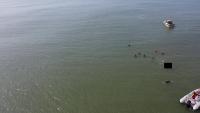seadronessee(5000) project thumbnail