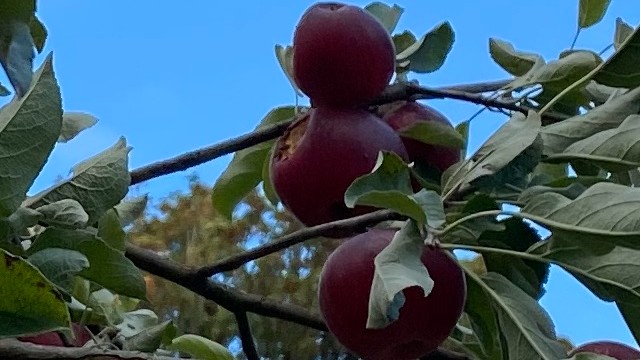 Apple Vision Object Detection Dataset and Pre-Trained Model by ...