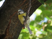claude-birds-classification project thumbnail