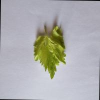 Celery project thumbnail