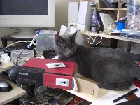 Dataset Image