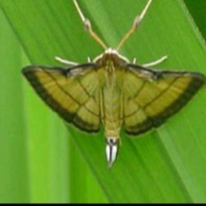 925 Object Detection Dataset by ZZ