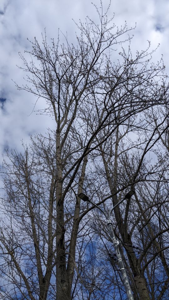 tree segmentation Instance Segmentation Model by Taxatar