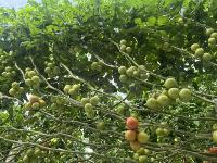 Tomato detection  project thumbnail