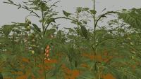 cherry_tomato project thumbnail