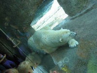 Bears kind project thumbnail
