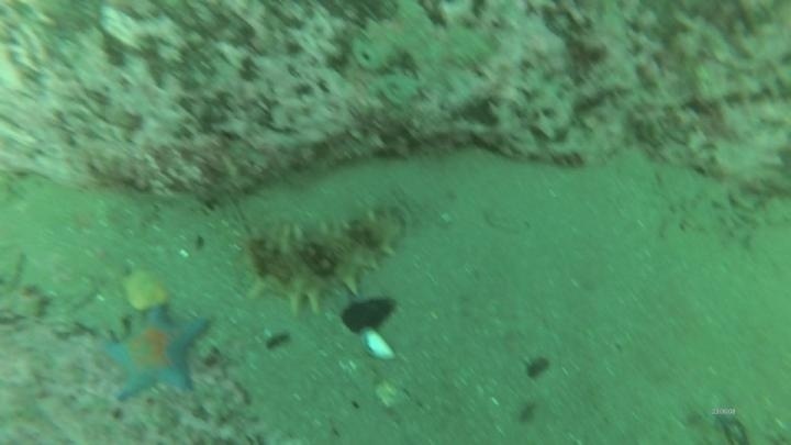 underwater objects Object Detection Model by underwater