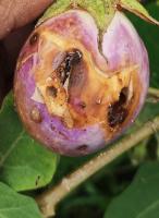 Brinjal disease project thumbnail