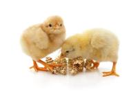 chicken project thumbnail