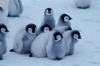 penguin project thumbnail