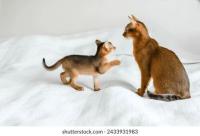 Cat project thumbnail
