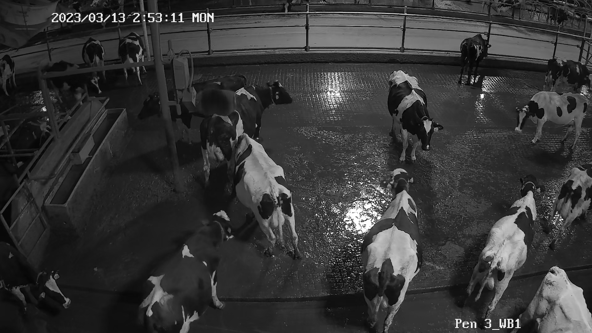 Cow Detector Instance Segmentation Model by Dairy Cow Project