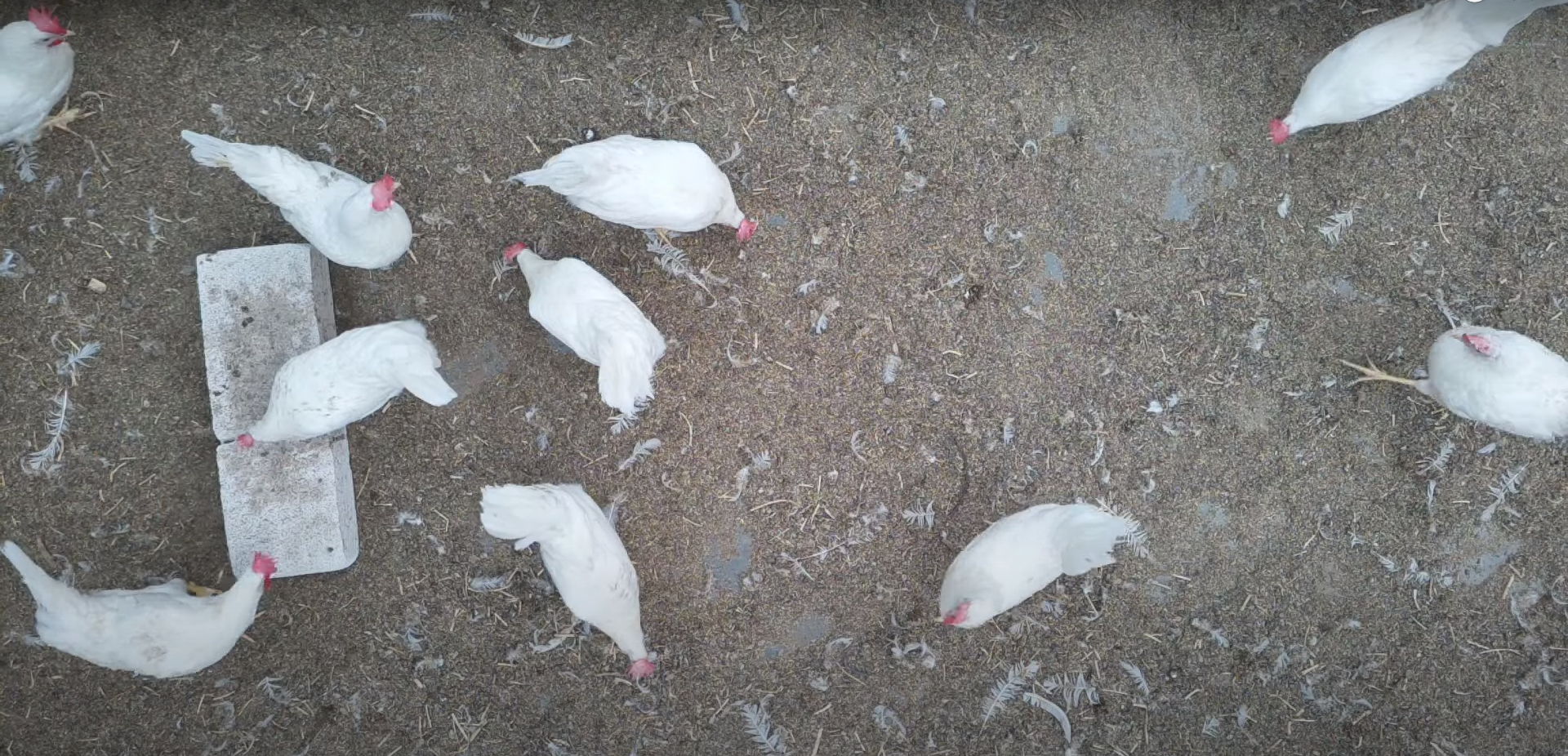 heads_keypoint Keypoint Detection Model by dieren