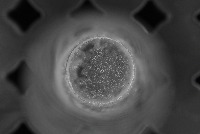 Fly-Eggs project thumbnail