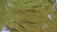 Fishes project thumbnail