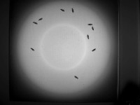ControlFly project thumbnail