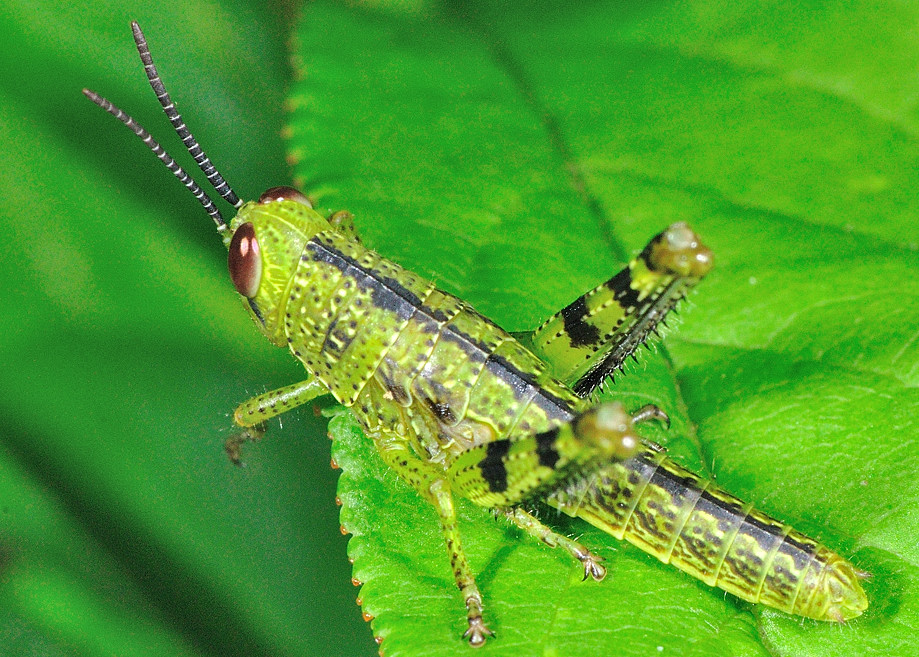 Trapeze Insect insect trap Object Detection Dataset by insect