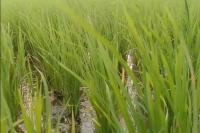 rice detection project thumbnail