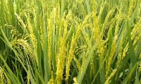 rice clasification project thumbnail