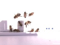 appstatebees1 project thumbnail