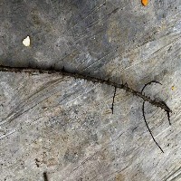 Tree branch detection project thumbnail