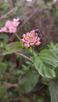 lantana project thumbnail