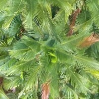 PALM project thumbnail