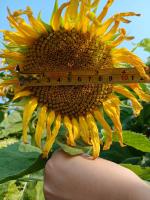 sunflower calendula Bougainville project thumbnail