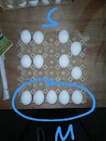 EGG SIZE DETECTION project thumbnail