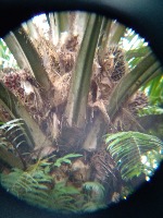 Sawit Detection project thumbnail