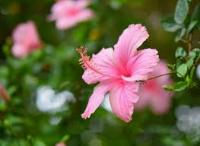 Hibiscus project thumbnail