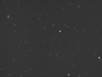 Sperm_detection project thumbnail