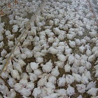 chicken detection1 project thumbnail