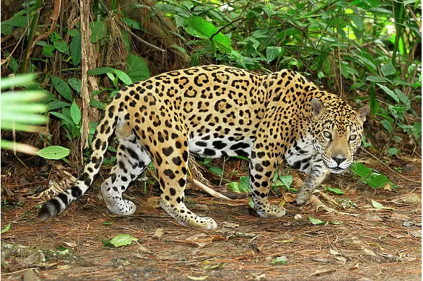 jaguar-e-object-detection-dataset-by-yolo