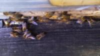 BeeDetector project thumbnail