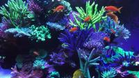 our_aquarium project thumbnail