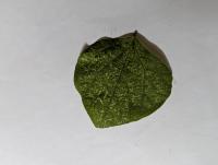 Bean Leaf project thumbnail