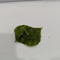 Bean Leaf project thumbnail
