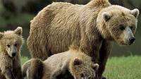 WildLifeDetection project thumbnail