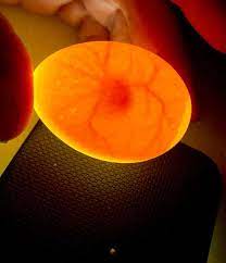 Egg Candling V1.0 Object Detection Model by Egg Candling Project