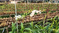 flower analysis project thumbnail