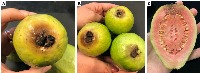 Guava fruit  project thumbnail
