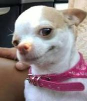 My First ProjectDog project thumbnail