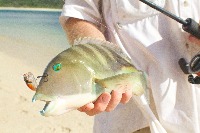 FishFinder_Classification project thumbnail