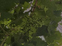 putao project thumbnail