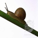 Snail_pest_detection project thumbnail